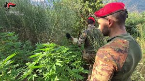 Scopri di più sull'articolo IN ASPROMONTE I CARABINIERI SCOPRONO PIANTAGIONE DI CANAPA INDIANA