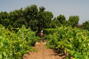 Scopri di più sull'articolo Sardegna, in cammino alla scoperta degli inediti Sentieri del Carignano