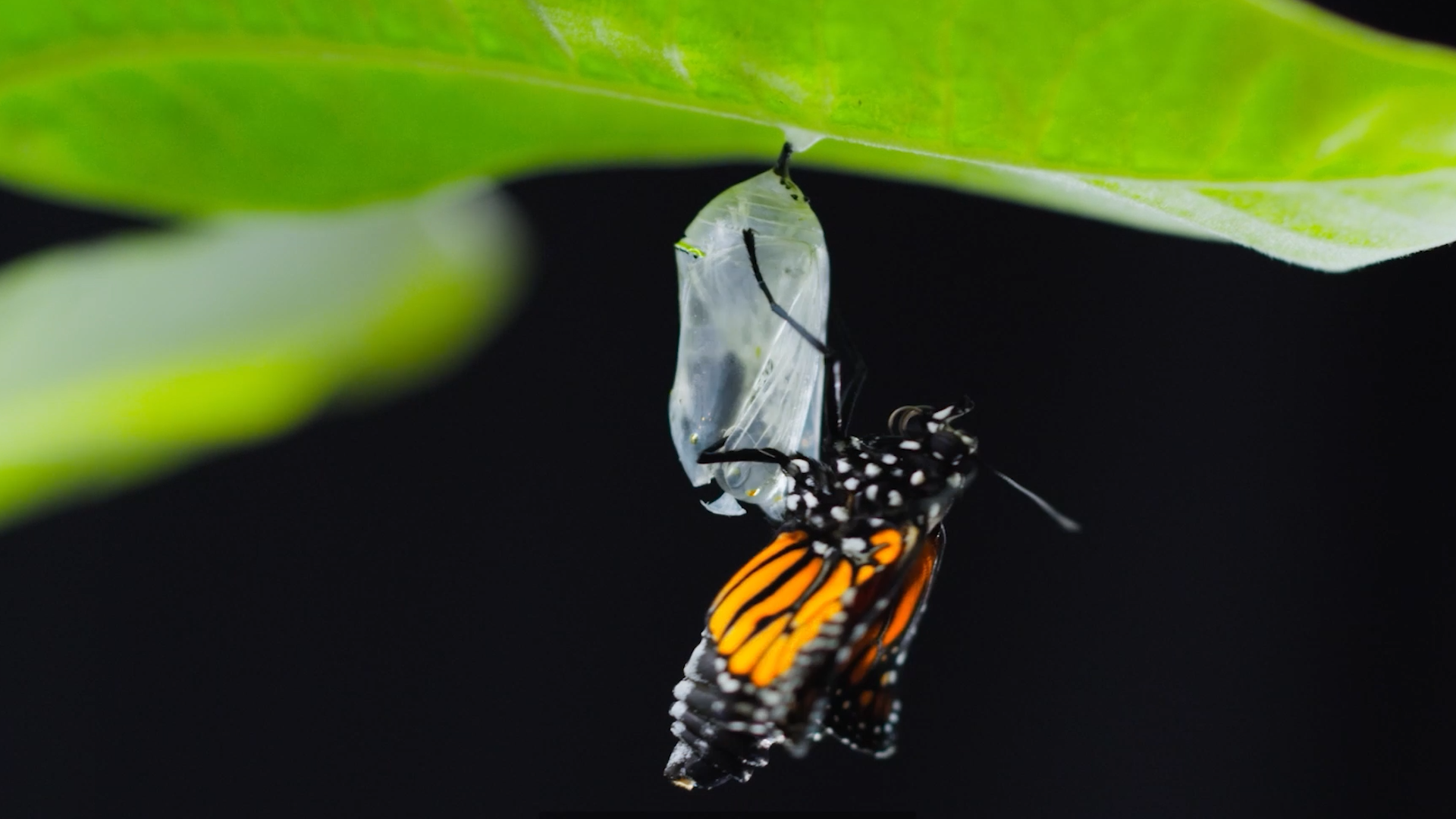 Al momento stai visualizzando Sondrio Festival-Ambiente: i giovani e la speranza di un futuro migliore