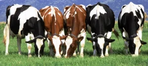 Scopri di più sull'articolo MANTOVA: TENTATIVO DI TRUFFA AI DANNI DI UN COMMERCIANTE DI BESTIAME