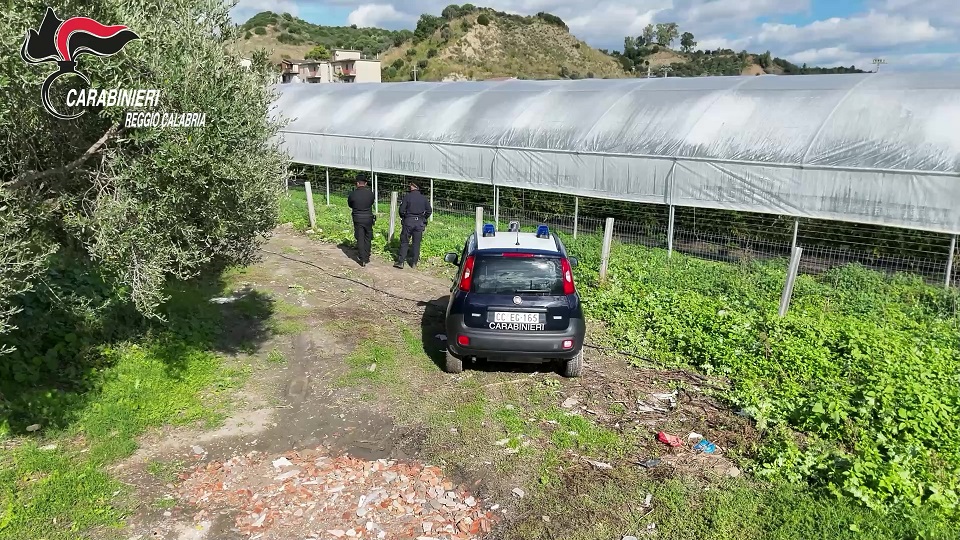 Scopri di più sull'articolo SAN LUCA (RC), SCOPERTE 35 MILA METRI QUADRATI DI SERRE ABUSIVE IN AREA PROTETTA