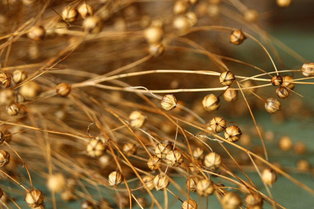 flax, lino, nature, agricolture, agricoltura, summer, harvest, flax, flax, flax, flax, flax, lino, lino