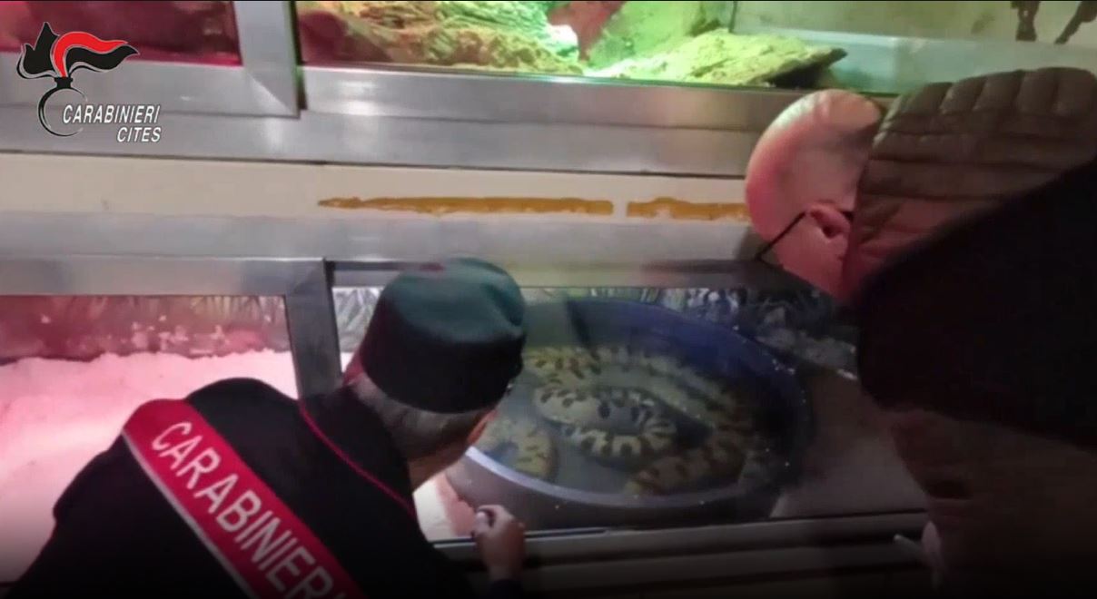 Al momento stai visualizzando BARI, RETTILI PERICOLOSI SCOPERTI DIETRO UNA FINTA PARETE DI UNA PALAZZINA