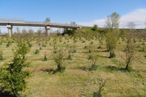 Scopri di più sull'articolo Un anno di Forestami: a Gaggiano nasce il primo bosco per la comunità