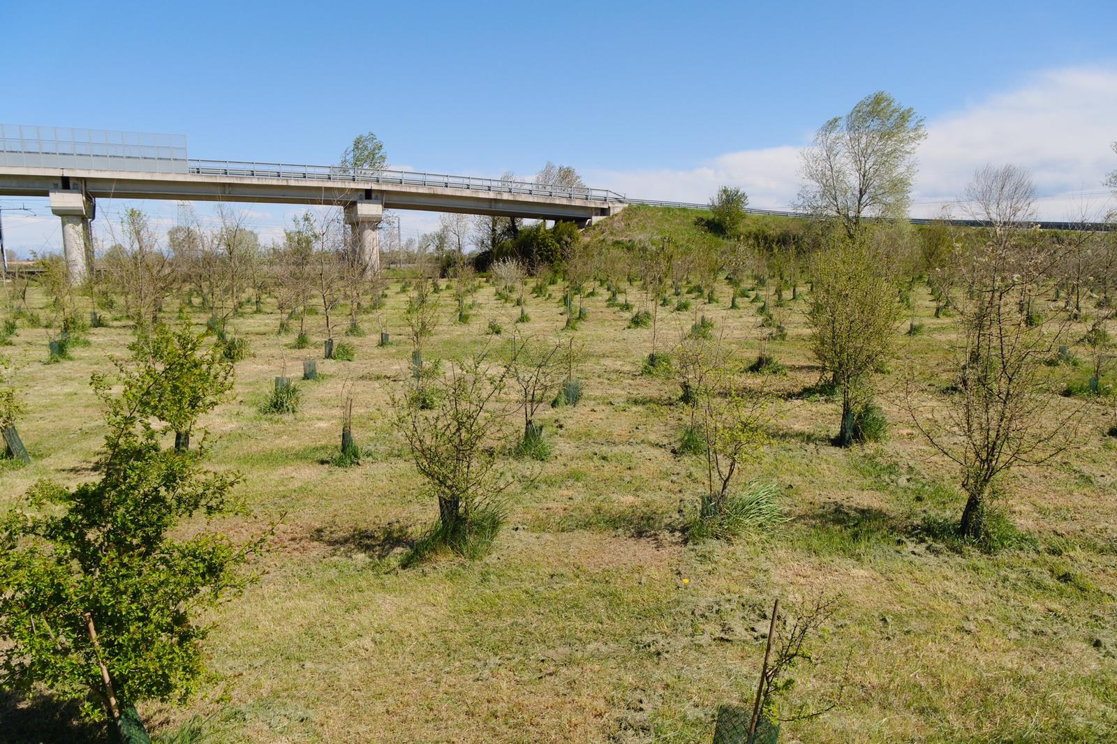 Al momento stai visualizzando Un anno di Forestami: a Gaggiano nasce il primo bosco per la comunità