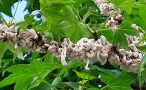 Scopri di più sull'articolo Allarme Takahashi Japonica: come riconoscere la “cocciniglia con gli anelli” e cosa fare