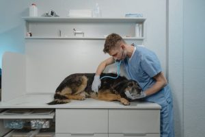 Scopri di più sull'articolo DDL Professioni Sanitarie: l’incomprensibile esclusione della Veterinaria