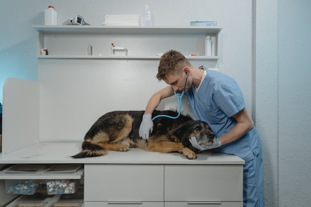 Scopri di più sull'articolo DDL Professioni Sanitarie: l’incomprensibile esclusione della Veterinaria