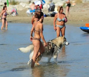 Scopri di più sull'articolo Spiaggia dei cani a Baia Flaminia: pubblicato il bando di gestione per 5 anni