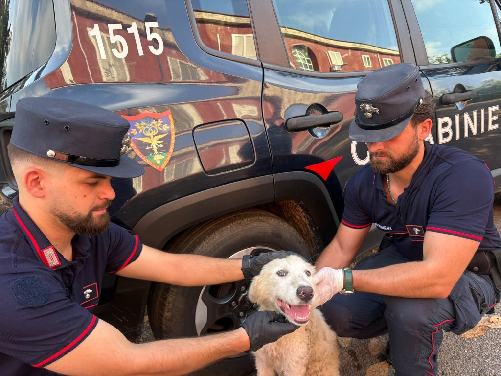 Scopri di più sull'articolo Napoli, abbandona un cucciolo tra i rifiuti: incastrato dalle telecamere