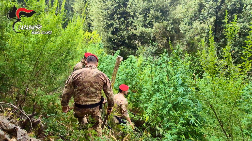 Scopri di più sull'articolo BOSCHI DELL’ASPROMONTE E DELLE PRESERRE UTILIZZATI PER COLTIVARE MARIJUANA: CINQUE PIANTAGIONI SCOPERTE