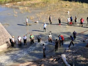 Scopri di più sull'articolo Salvataggio fauna alla Diga del Conca: le carpe recuperate trasferite all’Oasi dei Laghetti di Riccione